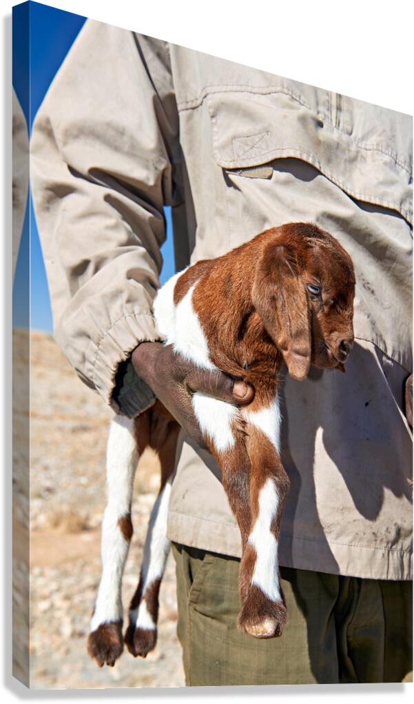 Portrait of a shepherd holding a goat in Namibia