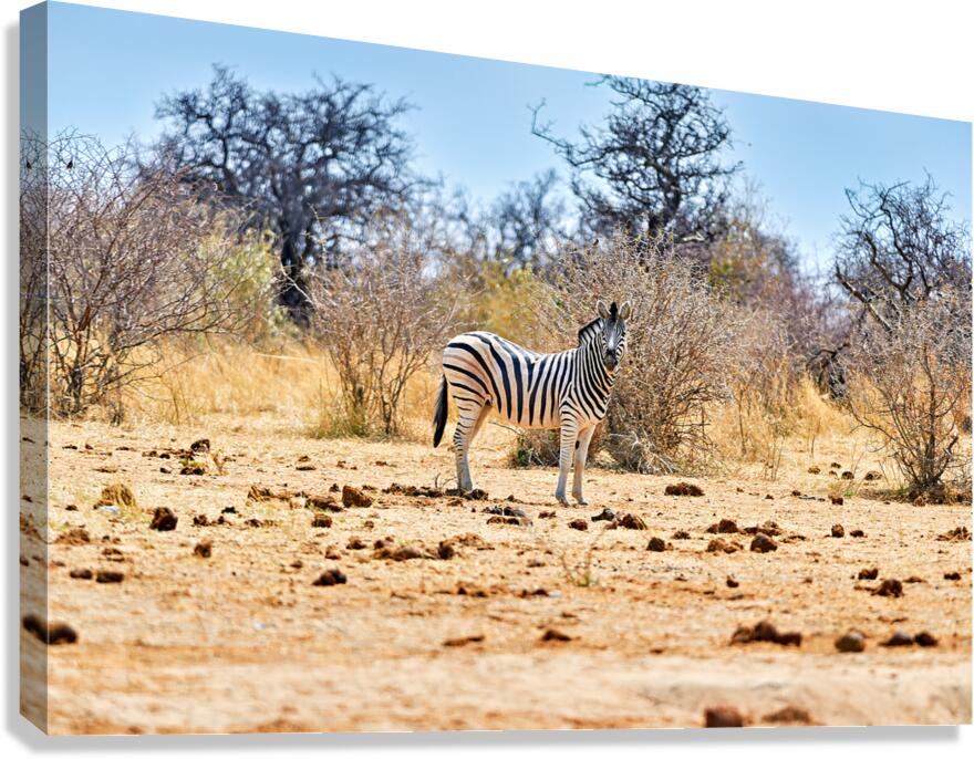 A zebra stands on dry land in Etosha National Park Namibia