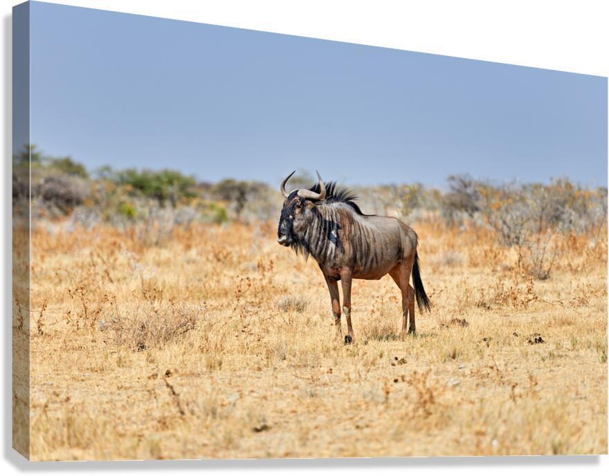 Wildebeest gnu standing in Etosha National Park in Namibia