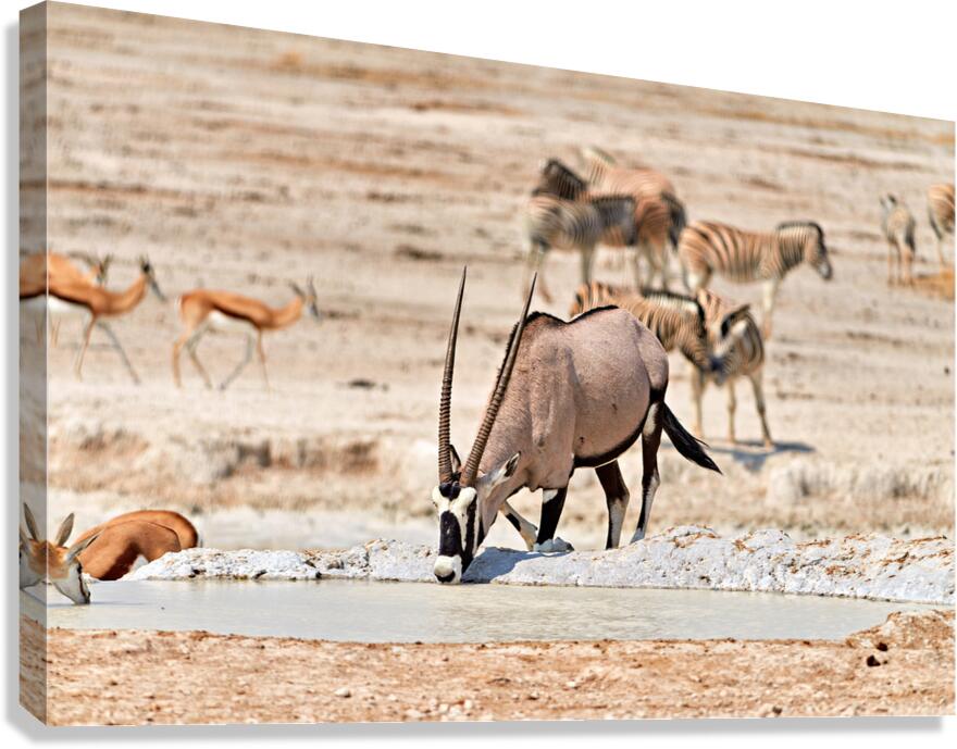 Gemsbok Oryx drinks at waterhole in Etosha National Park in Nami