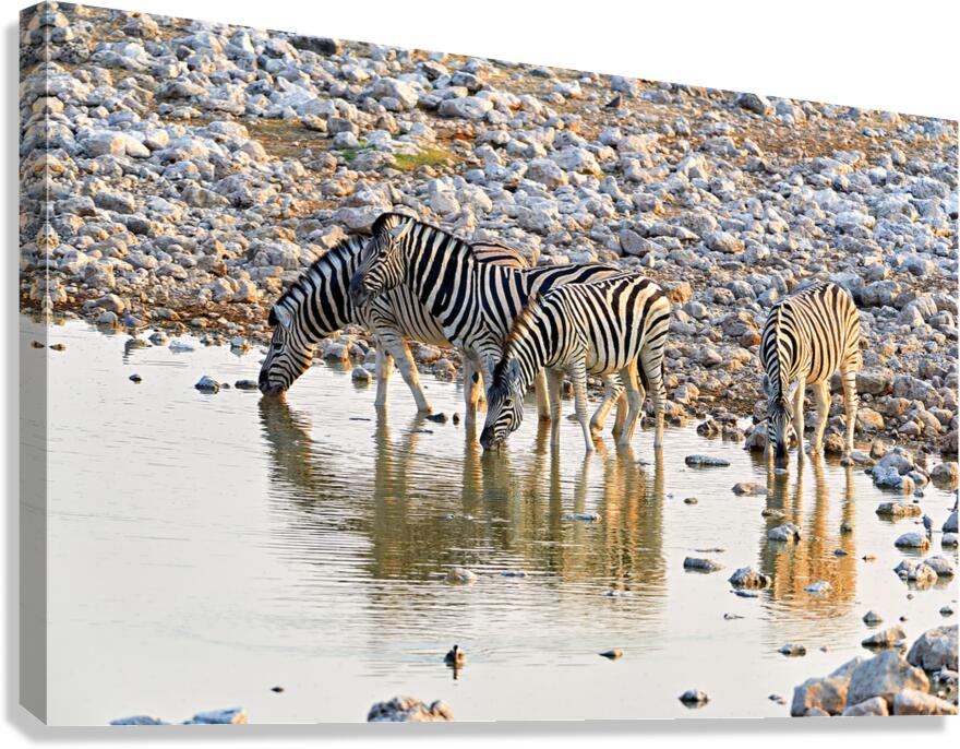 Zebras drink water at a waterhole in Etosha National Park in Nam
