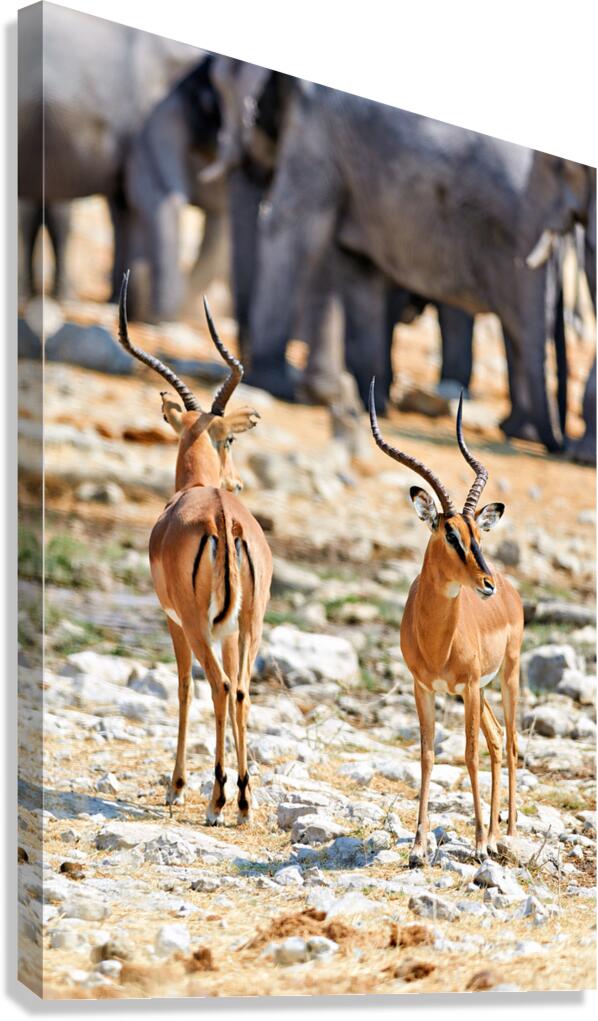 Black faced impala standing in Etosha National Park Namibia