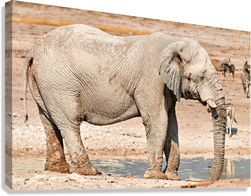 Elephant drinks water at a waterhole in Etosha National Park