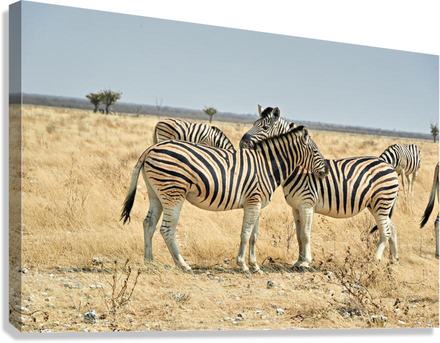 Zebras cuddling together in Etosha National Park Namibia