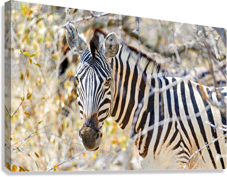 Zebra stands among dry bushes in Etosha National Park Namibia