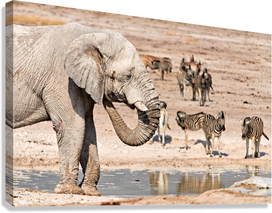 Elephant drinks water at waterhole in Etosha National Park Nami
