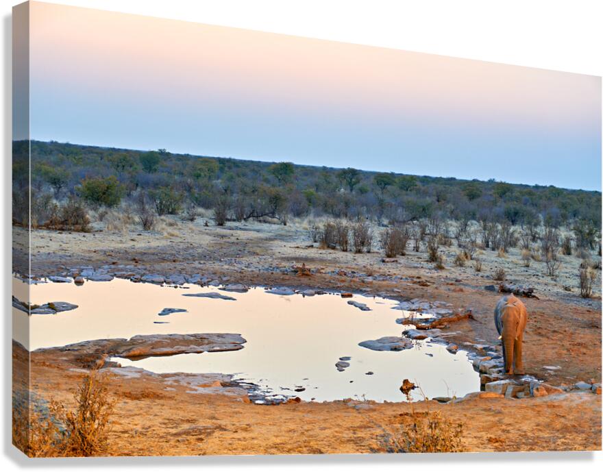 Elephant drinks at a waterhole in Etosha National Park at sunset