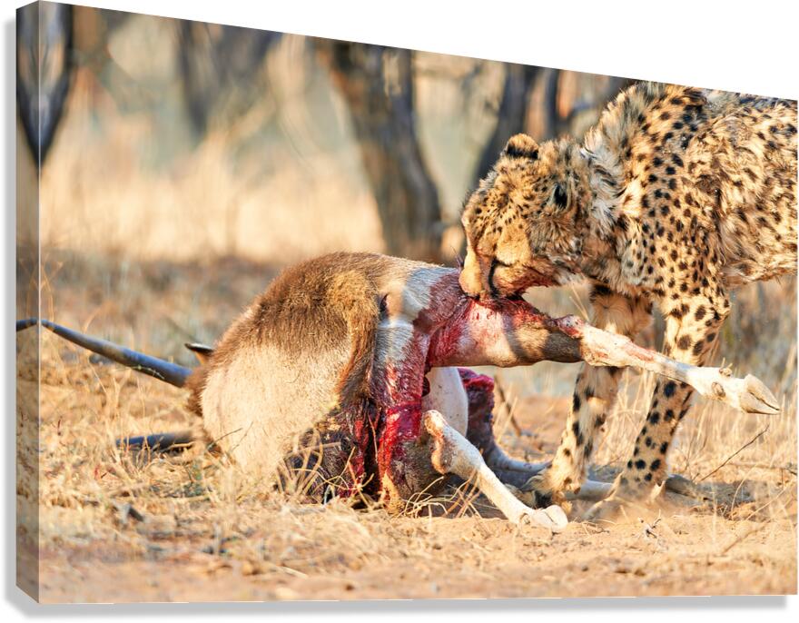 Cheetah feeding on prey in Okonjima Reserve Namibia
