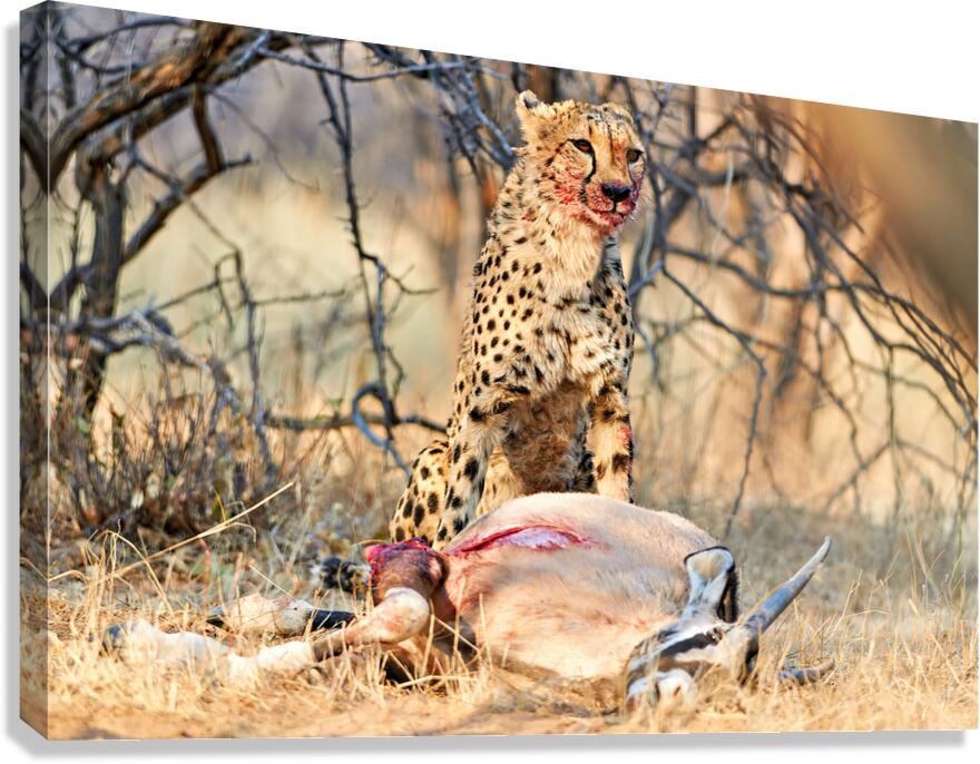 Cheetah with prey at Okonjima Reserve in Namibia after hunt