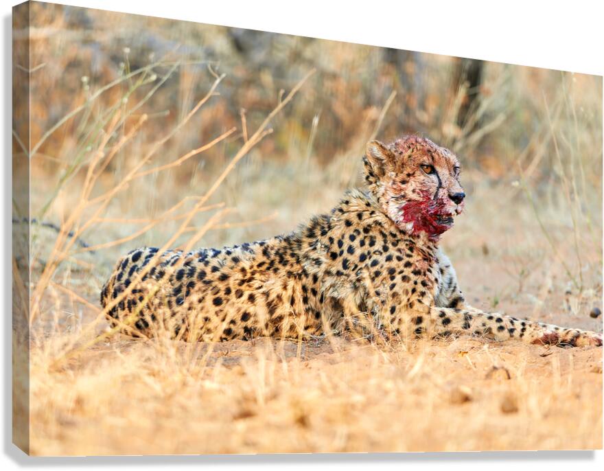 Cheetah rests after a kill in the Okonjima Reserve of Namibia