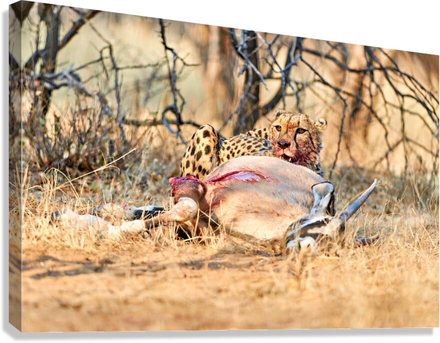 Cheetah feeds on kill in Okonjima Reserve Namibia