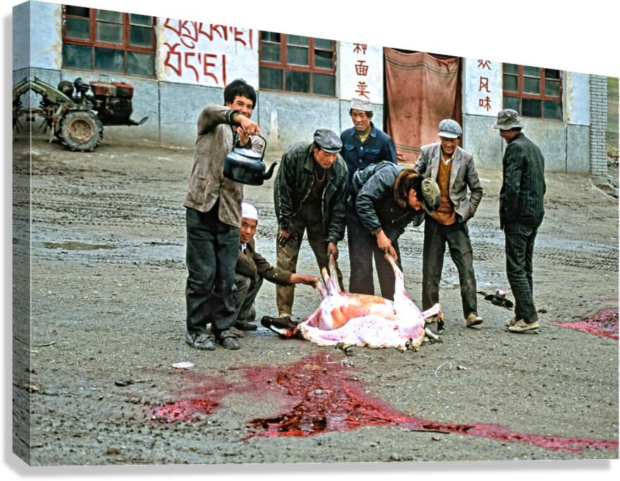 Men butcher sheep in Tibet while performing traditional activity