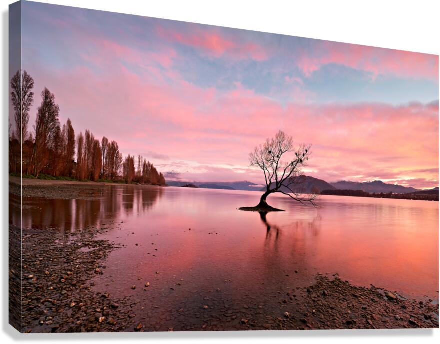 Tree at Lake Wanaka during sunset under colorful sky