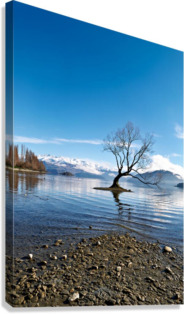 Wanaka tree stands alone in Lake Wanaka under bright sky