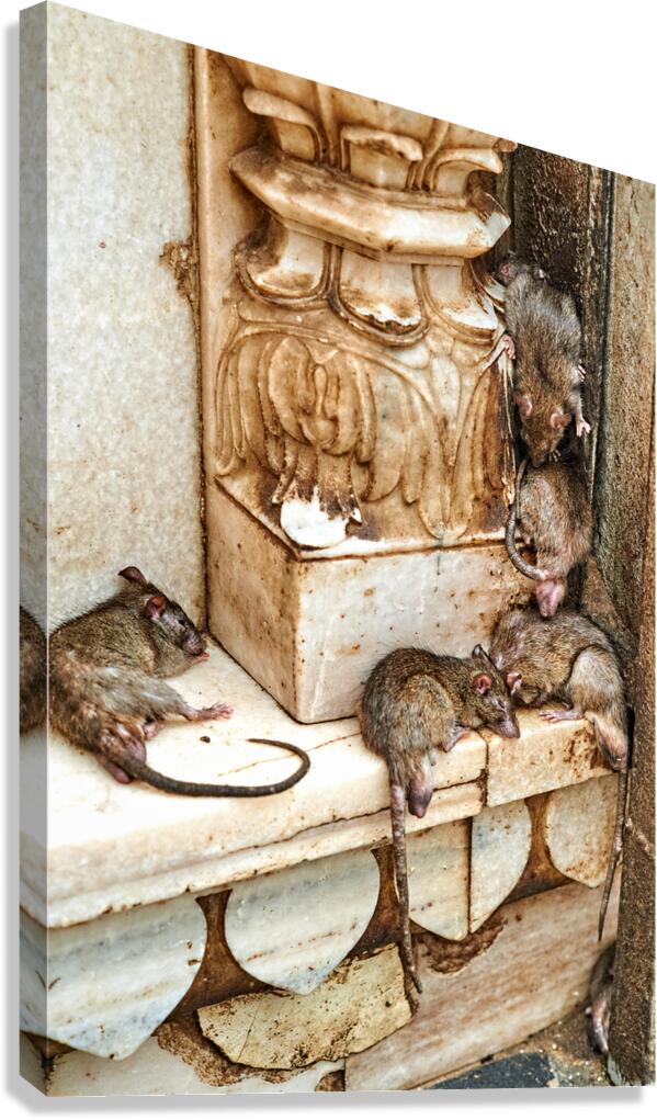 Visit to Shree Karni Mataj Temple with rats in Deshnok Rajasthan