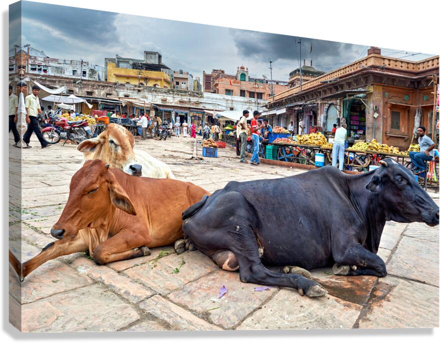 Holy cows rest in Sardar Market of Jodhpur Rajasthan
