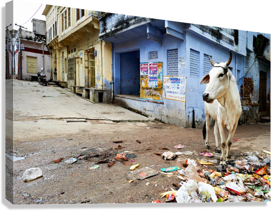 Holy cows move freely in the streets of Bundi Rajasthan India