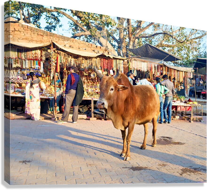 Holy cow walking through busy market in Orchha Madhya Pradesh 