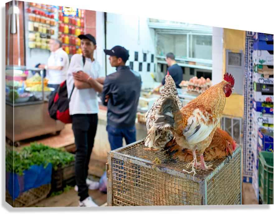 Roosters for sale in the old souk of Fez Morocco