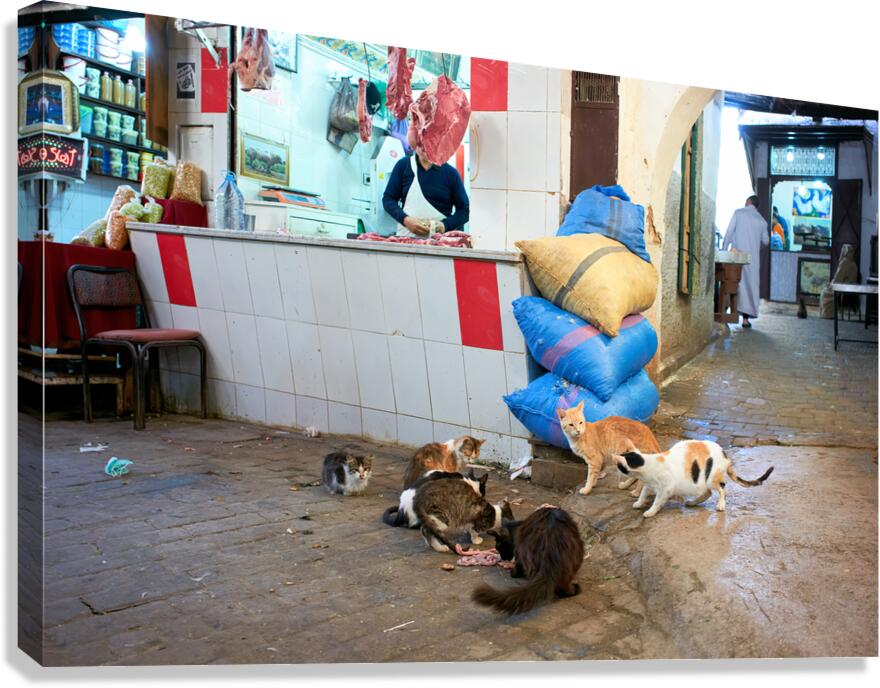Stray cats gather near meat shop in Fez souk during daytime