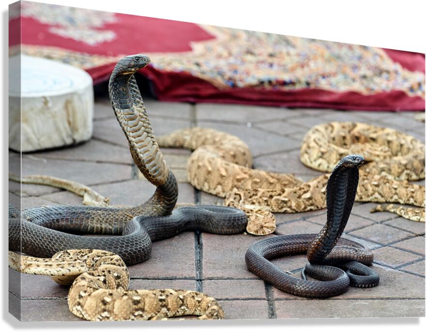 Snake charmers performing in Djema el Fna square of Marrakesh