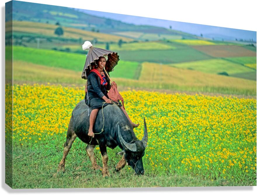 Woman rides a cow in a field in Myanmar