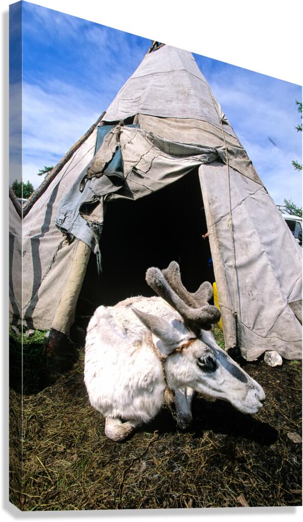 Dukha Tsaatan reindeer herders home in northern Khövsgöl Aima