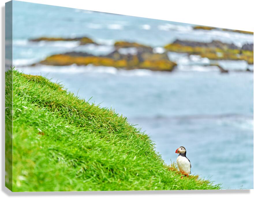 Puffin standing on green grass at Borgarfjordur Eystri Iceland