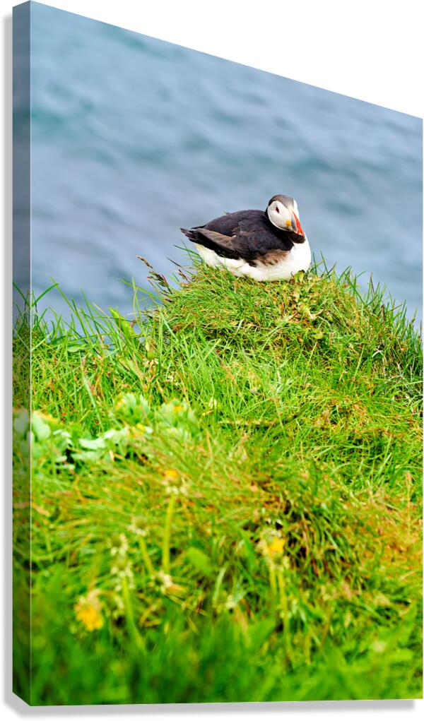 Puffin resting on grass at Borgarfjordur Eystri in Iceland