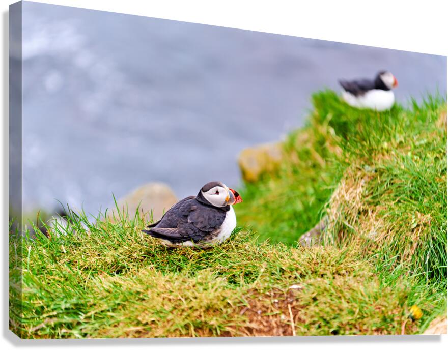 Puffin at Borgarfjordur Eystri in Iceland during summer