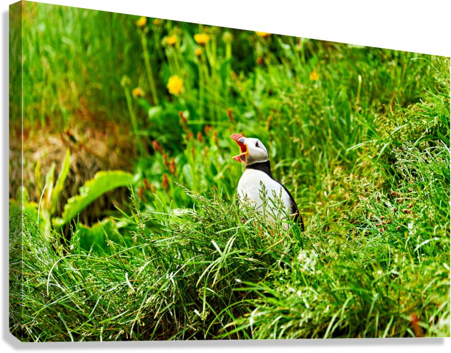 Puffin calling in Borgarfjordur Eystri Iceland