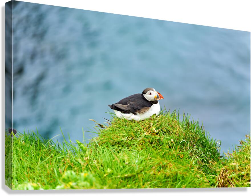Puffin resting on grass by Borgarfjordur Eystri in Iceland
