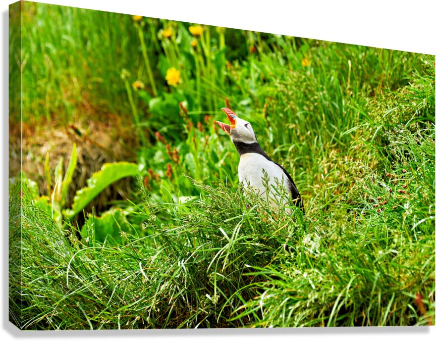 Puffin calling in Borgarfjordur Eystri Iceland during summer