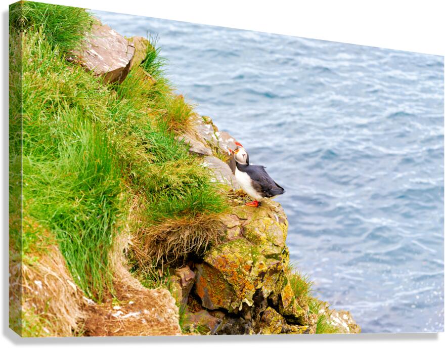 Puffin rests on rocky cliff near Borgarfjordur Eystri in Iceland