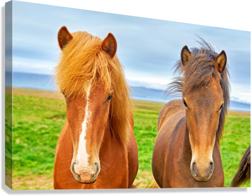 Wild horses in western fjords of Iceland under cloudy sky