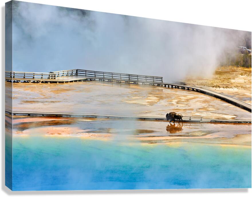 Bison walking near Grand Prismatic Spring in Yellowstone