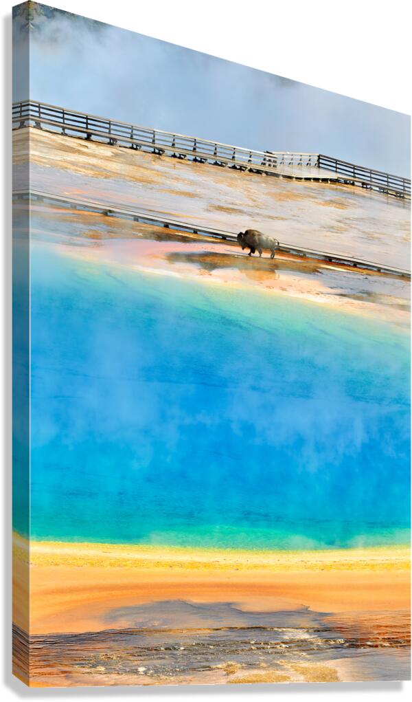 Bison at grand prismatic spring yellowstone park