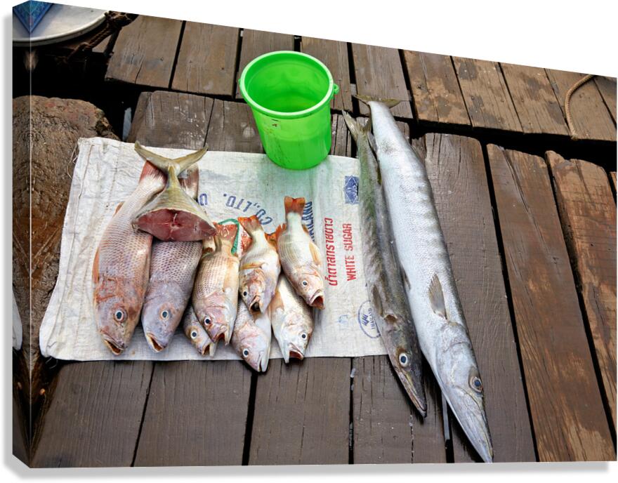 Fresh catch from Phu Quoc waters during fishing trip