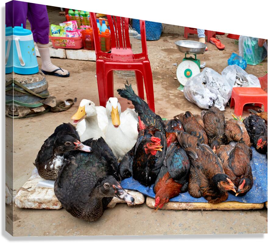 Market scene with live ducks and chickens in Phu Quoc
