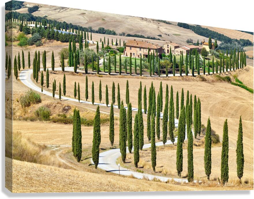 Cypress trees along winding road in Val dOrcia Tuscany Italy
