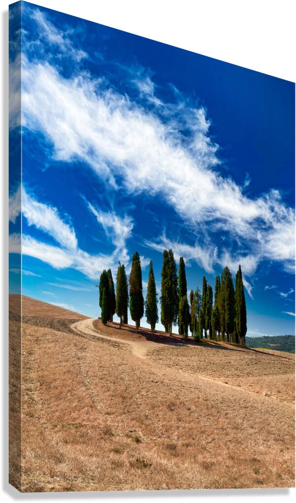 Cypress trees line the road in San Quirico dOrcia Tuscany