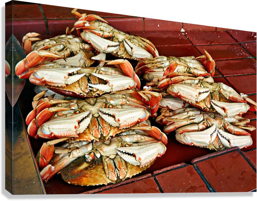 Dungeness crabs on display at Fishermans Wharf