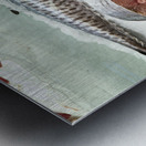 Sydney. New South Wales. Australia. The Fish Market. Fresh mackerel Metal print