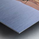 Namibia. Deadvlei clay pan. Namib Naukluft National Park. A dried out dead camel thorn Vachellia erioloba Metal print