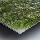 Japan. Kyoto. Arashiyama Bamboo Grove Metal print