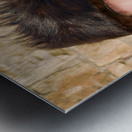 Jerusalem Israel. Orthodox jews praying at the wailing wall Metal print