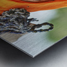 India Rajasthan. Portrait of an old woman Metal print