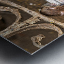 India Rajasthan. Shree Karni Mataj Temple The temple of thousands rats in Deshnok Metal print