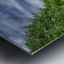 Puffins in Borgarfjörður Eystri reserve sanctuary. Iceland Metal print