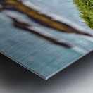 Puffins in Borgarfjörður Eystri reserve sanctuary. Iceland Metal print